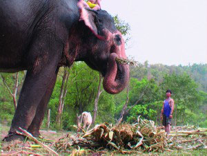 mehr als 100kg tägliches Essen - Arbeitselefant in Thailands Norden