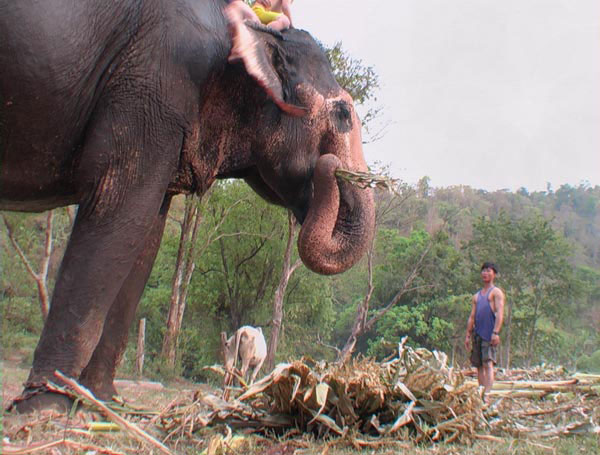 mehr als 100kg tägliches Essen - Arbeitselefant in Thailands Norden