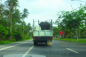 Tiertransport der besonderen Art