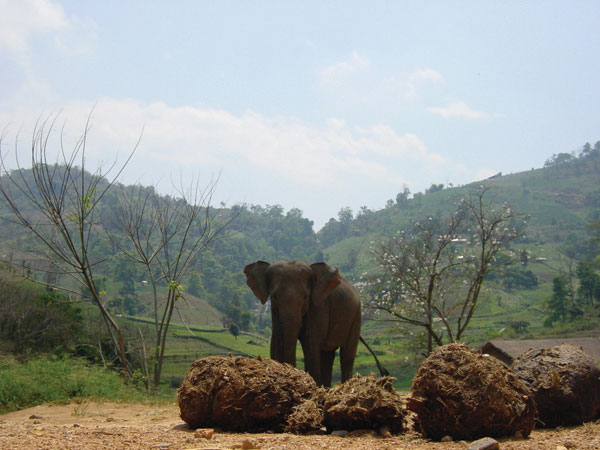 Was rein muss geht raus - frischer Elefantenkot riecht nicht so übel wie er aussieh