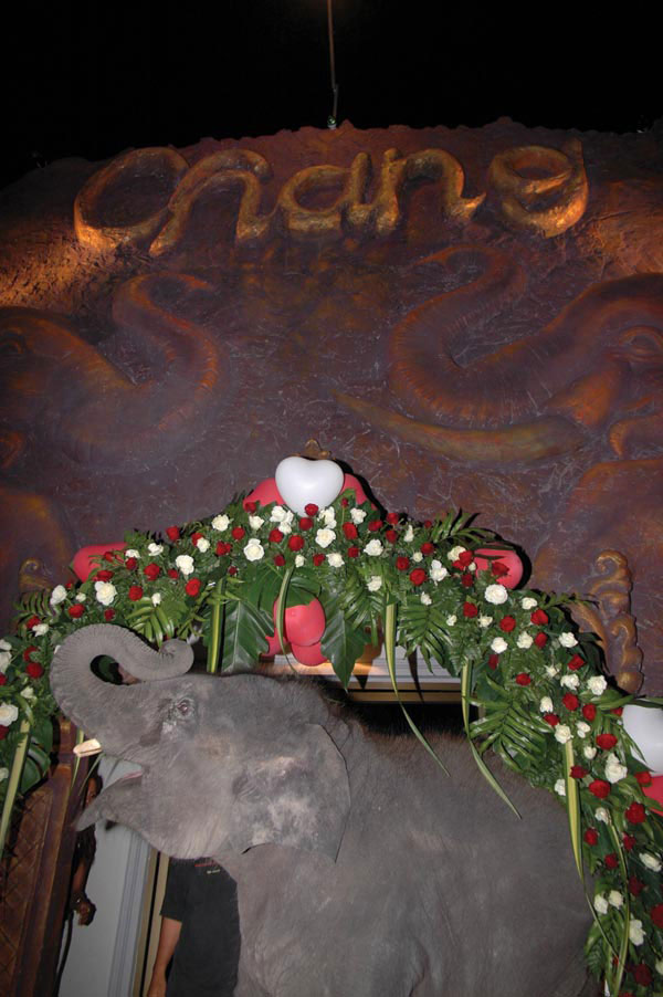 Chang heißt Elefant - Chang heißt das Starkbier Thailands - Wo Chang drauf steht muss Chang rein