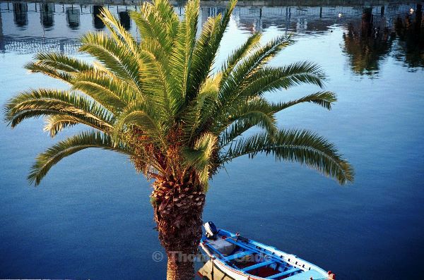 November 2000. Portugal. Tavira. Palme am Fluss. Palme am Fluss