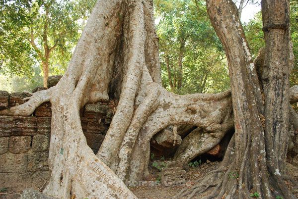 Wird Disney-Angkor bald wieder Realität?