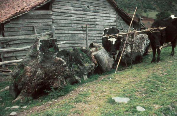 Mapuchen Indios Chile Südamerika Lateinamerika Ruca mit Ziegeldach, davor Ochsengespann mit Joch, an dem die picane lehnt