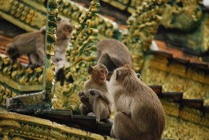Sianoukville - Die Tempelaffen von Wat Loen