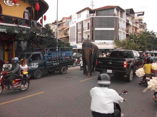 Elefanten in der Stadt