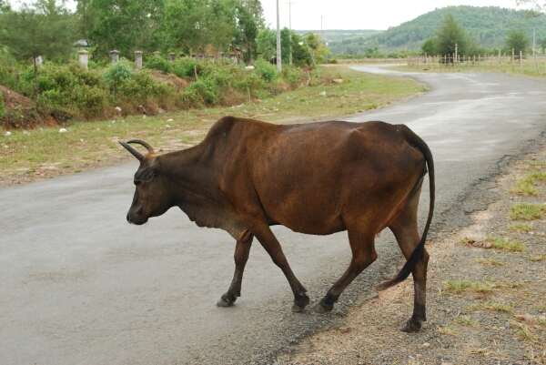 Rind auf der Straße Rind auf der Straße