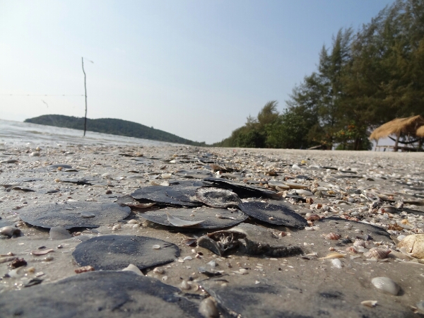 Muscheln